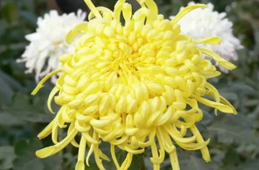 菊花喜阴还是喜阳光
