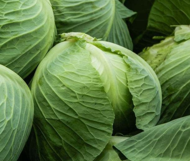 甘蓝菜和包菜是一种菜吗