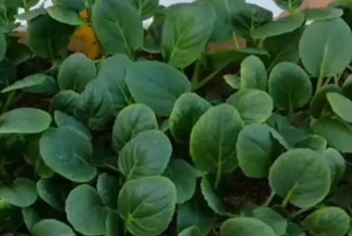 鸡毛菜和油菜是一种菜吗