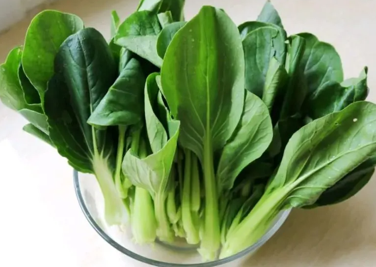 油菜和青菜是一种菜吗