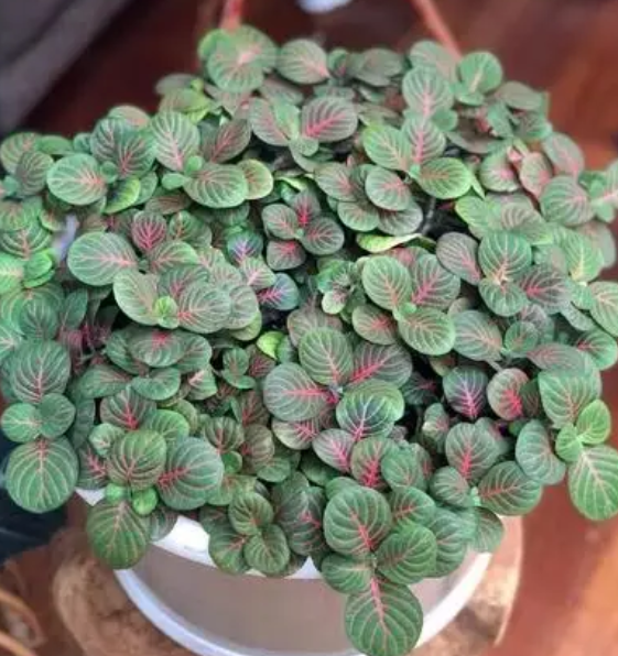 网纹草配土方法与种植土壤