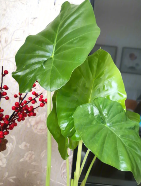 滴水观音喜阴还是喜阳光的植物