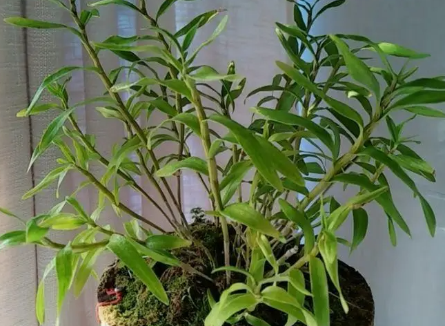 石斛能晒太阳吗