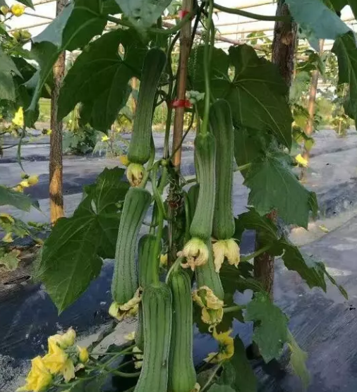 瓠子和丝瓜是一种菜吗