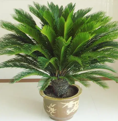 铁树喜阴还是喜阳光的植物