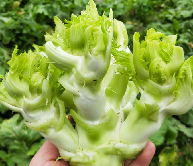 儿菜和榨菜是一种菜吗
