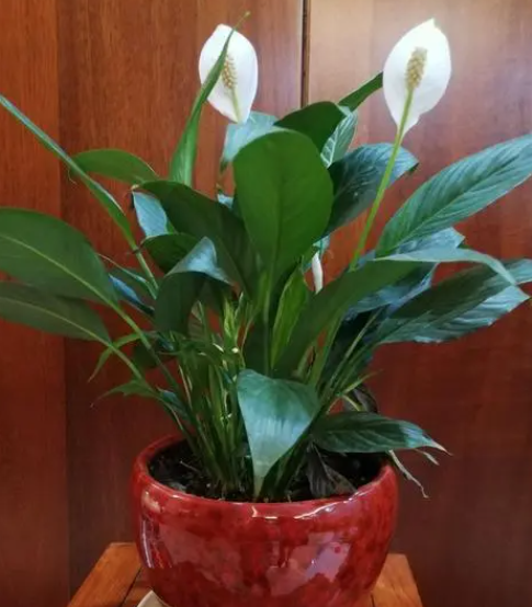白掌配土方法与种植的土壤