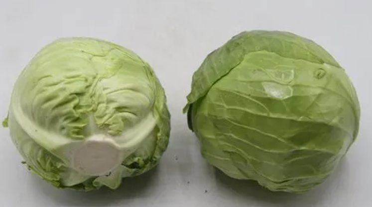 橄榄菜和圆白菜是一种菜吗