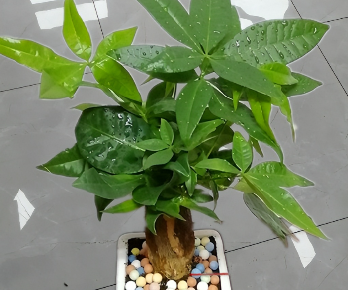 发财树喜阴还是喜阳光的植物