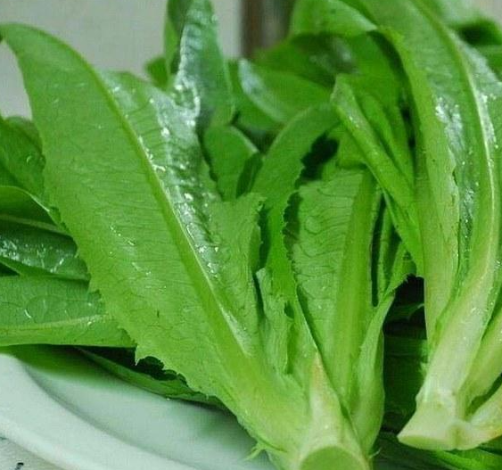 油麦菜和莴苣是一种菜吗
