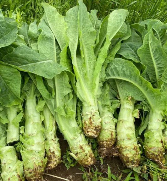 油麦和莴苣是一种菜吗