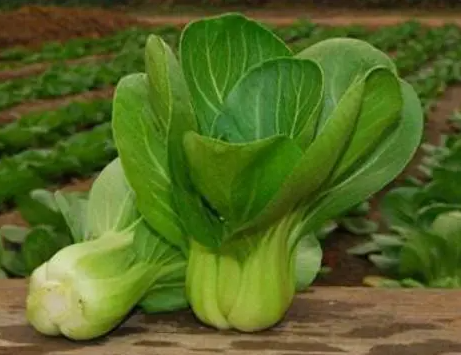 油菜和糖菜是一种菜吗