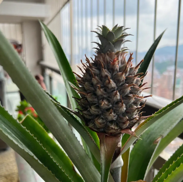 菠萝水可以浇花吗