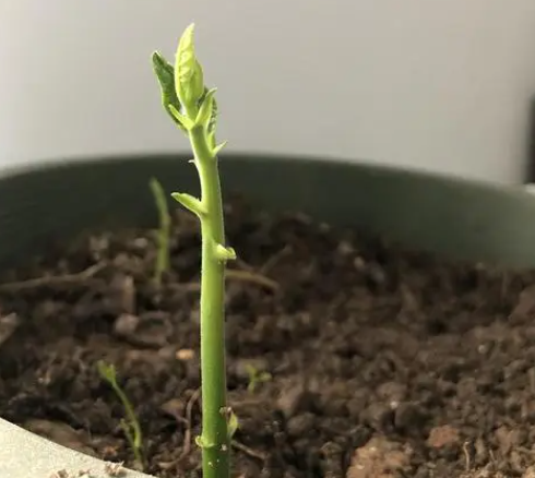 菠萝蜜种子几天发芽