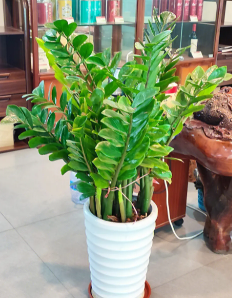 金钱树喜阴还是喜阳光的植物