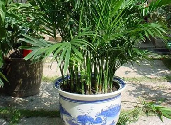 凤尾竹能晒太阳吗