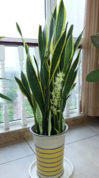 虎皮兰喜阴还是喜阳光的植物