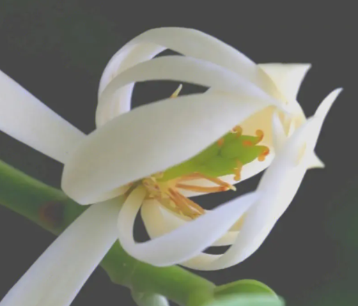 白兰花配土方法与种植土壤是什么