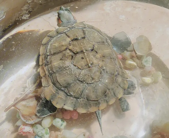 乌龟水可以浇花吗