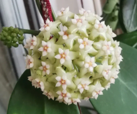 球兰配土方法与种植土壤是什么