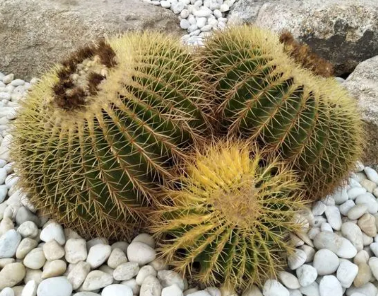 仙人球兜配土方法与种植土壤如何