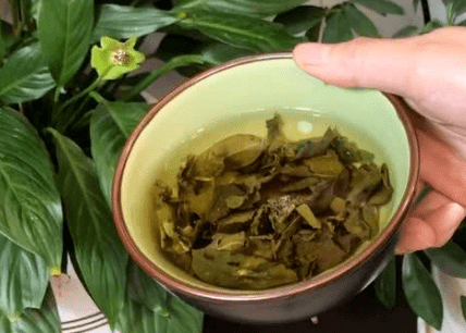 废茶叶水可以浇花吗