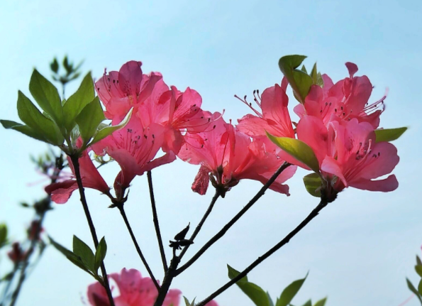 杜鹃花配土方法与种植土壤如何