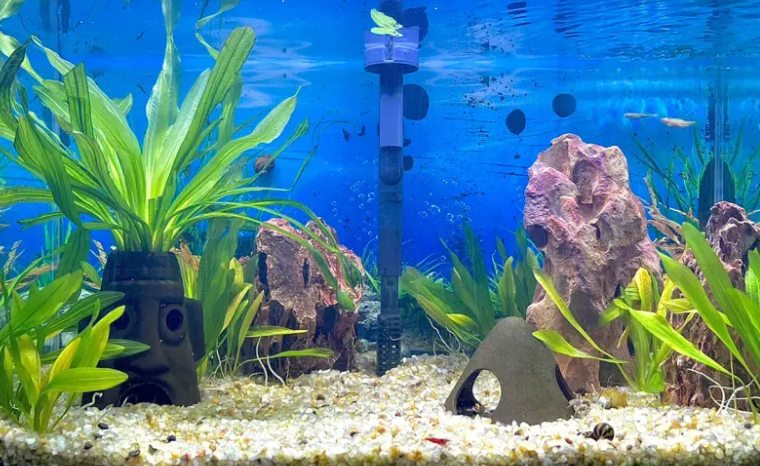 鱼缸水可以浇花吗