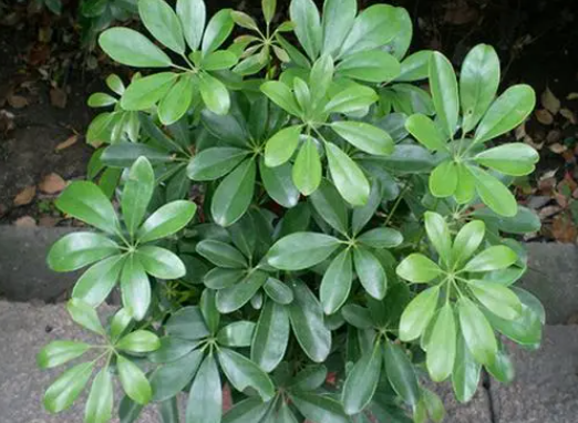 鸭掌木配土方法与种植土壤如何