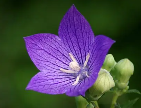 桔梗花配土方法与种植土壤如何