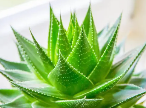 芦荟喜水吗