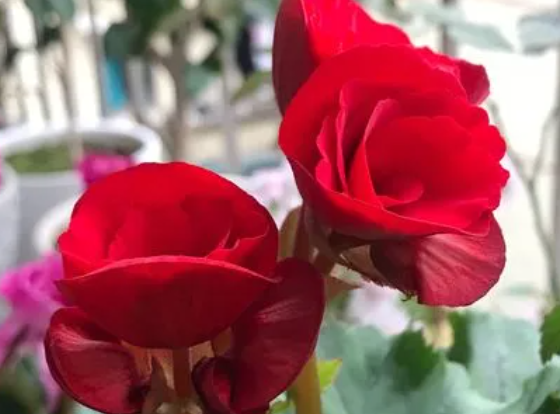 玫瑰海棠配土方法与种植土壤如何