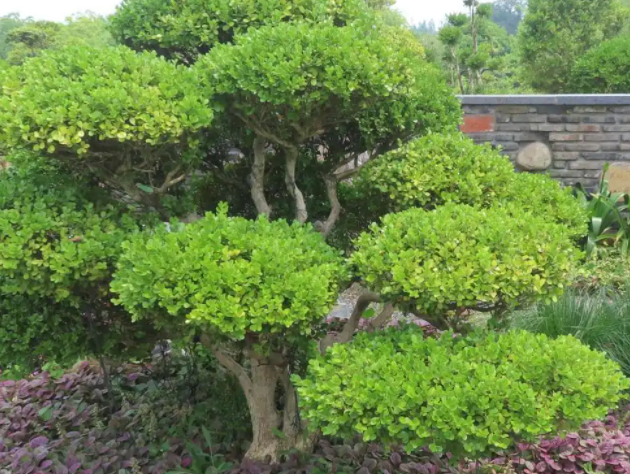 黄杨配土方法与种植土壤如何