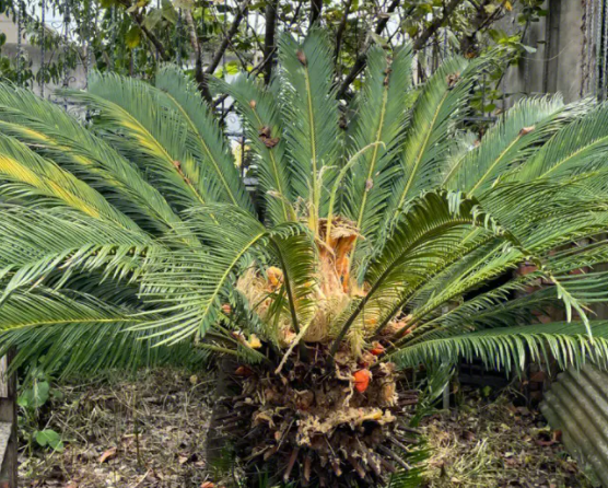铁树配土方法与种植土壤如何