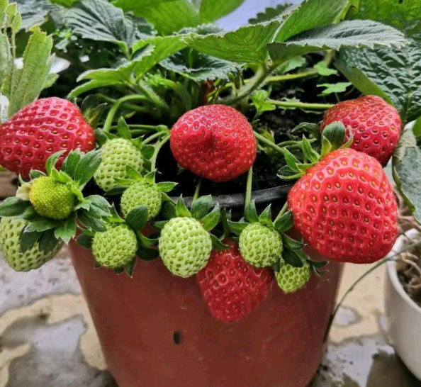 盆栽草莓配土方法与种植土壤如何
