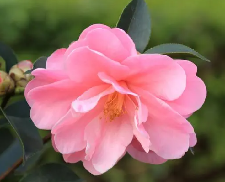 茶花配土方法与种植土壤如何