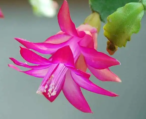 蟹爪兰配土方法与种植土壤如何