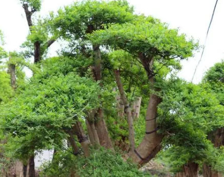 对节白蜡配土方法与种植土壤如何