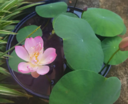 碗莲配土方法与种植土壤如何