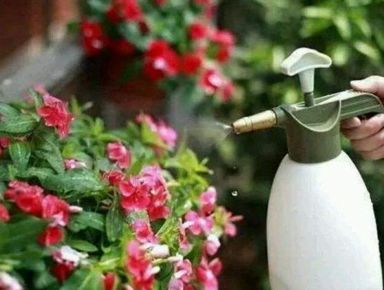 凉白开水可以浇花吗