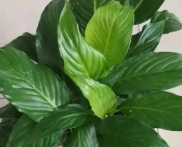 万年青配土方法与种植土壤如何