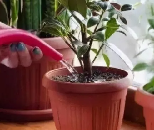 啤酒兑水可以浇花吗
