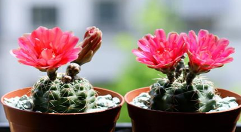 绯花玉配土方法与种植土壤