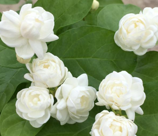 茉莉花喜水吗