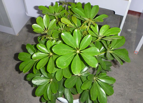 鸭脚木配土方法与种植土壤