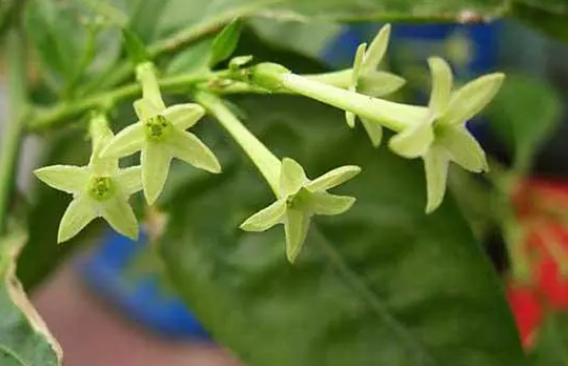 夜来香配土方法与种植土壤