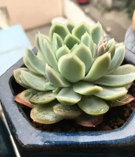 冰莓配土方法与种植土壤
