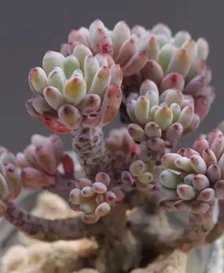 蓝豆多肉配土方法与种植土壤