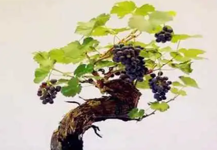 葡萄盆景栽培技术是什么