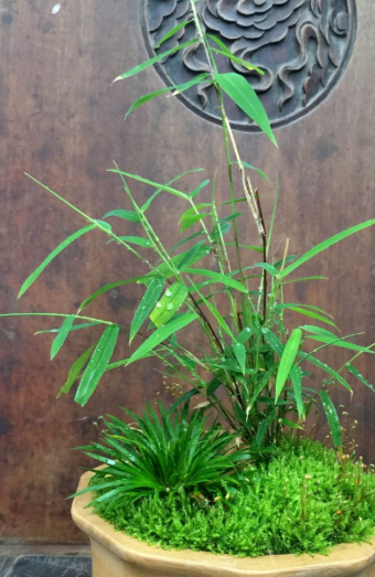 金钱菖蒲配土方法与种植土壤